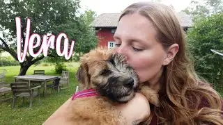 Hämtar valpen Vera | vlogg