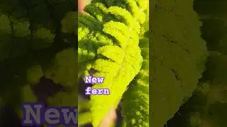 The ferni paradox. #nature #music #country #green #earth