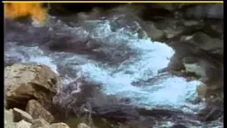Bole Bošković - 