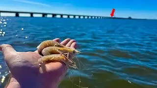 Using DEAD SHRIMP Around This OLD Bridge to Catch THESE Fish!!