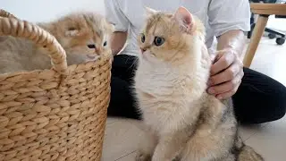 Daddy cat Cha Cha, thank you for coming to meet the kittens!