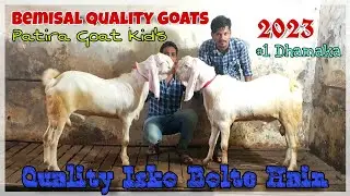 Best Price Patira Goat Kid's At Arish Goat World | Quality Isko Bolte Hain | @Rizwankranti