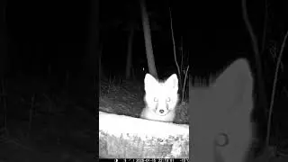 Baby Red Fox Kit Finds Trail Cam & Gives The Cutest Stare 😍❄️ | Adorable Wildlife Moment 2026
