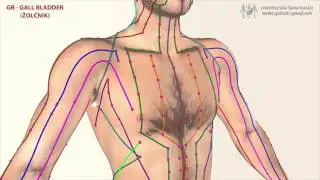 GB - Gall Bladder Meridian