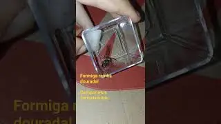 Formiga rainha de ouro #formigas #biologia #formigarainha #antloveforever