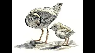 The Piping Plover with Humanity for Habitat (by Marc W. Pinansky)