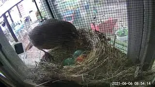 Summer Robins.  Feeding time for junior - success!