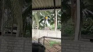 දැක්කද දැක්කද කොහොමද ඒක#viral video @polkichcha
