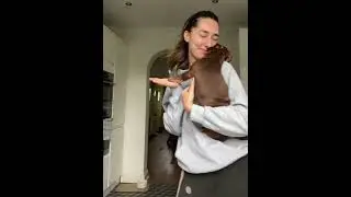 Dachshunds like to be with their owners🥰🥰❤️❤️#dog #love #cute #doglove #fyp #foryou #pet #usaus
