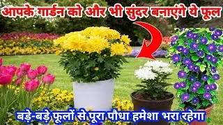 एक पौधे में सैकड़ो फूल लेने के लिए मात्र एक कम कीजिए | flowers plants Care secret tips 