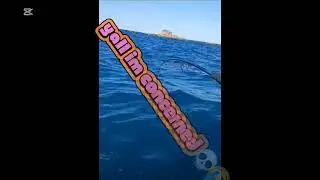 Watch my dad catch his first Kingfish #fishing #nz 