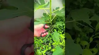 The secret to making fig plants grow big quickly #shorts
