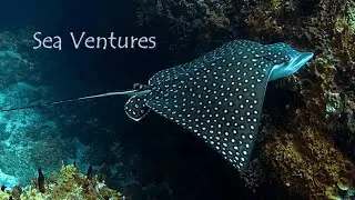 Sea Ventures | Enchanting Depths of the Sea (Excerpt)