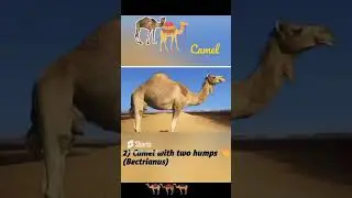 Types of camel 🐪🐫@informationokkh1234 #information #education #animals