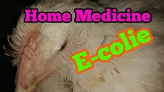 Ecoli Medicine for Poultry.