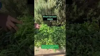 First harvest of 2025, peppermint and Spearmint. 🌱 What's your first harvest of the year? #harvest