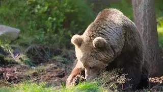 Amazing Grizzly Bear, Serene and Relaxing Meditation Music