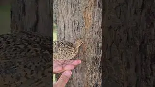 Chick Feeding Termites on the Tree | #kalateetarchicks #birdslover #pets #Termites