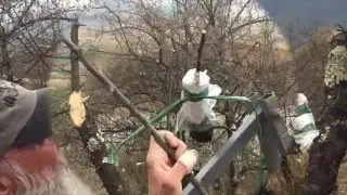 Goat Proof Top Grafting