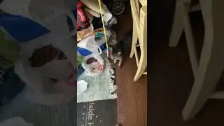 Walter Diamonds The Demon Lion