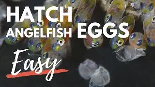 How to Hatch Angelfish Eggs