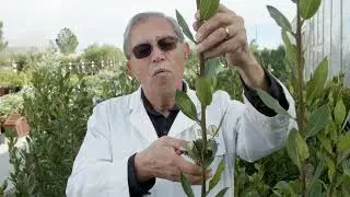Star Nursery Dr Q Why Pruning Is Important