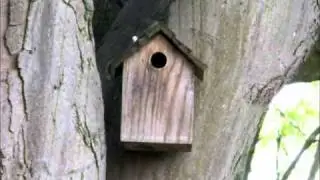 Springwatch Blue tits nest box Birdcam