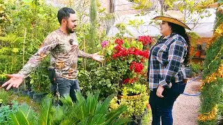 PLANTA QUE CURA, Y Cualquiera LA TIENE EN SU CASA !