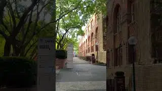 Haymarket TAFE #jacaranda #sydneywalk #sydney #walkinginsydney #sydneysuburbs  #sydneywalktour