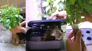 Transplanting plants from Aerogarden to soil/Pot | Mint, Dill, Thai Basil