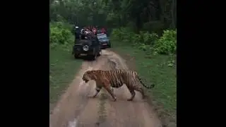The Tiny Taster In Kanha National Park With Taj Safaris ( Banjaar Tola )