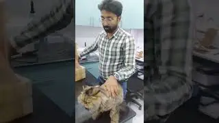 How to give pill to an aggressive cat #shorts