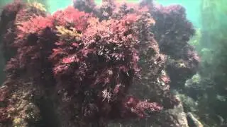 Anacapa Dive Sept 5 2012