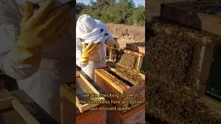 Our Most Requested Video: Where Do The Bees Go?