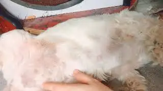 shih tzu week by week pregnancy#2weeks