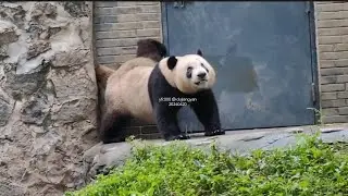 Giant Panda Le Le morning at Dujiangyan   大熊猫叻叻 @ 都江堰中华大熊猫苑之蝶泉园