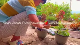 Tanam semula dan tukar pasu pokok strawberry 🍓 semai bermacam jenis benih sayuran🌱