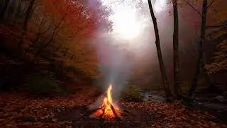 Forest Bird Sounds & Bamboo Water Fountain | Relaxing Zen Garden Sleep Mix