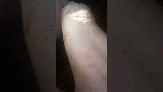 disznók etetése