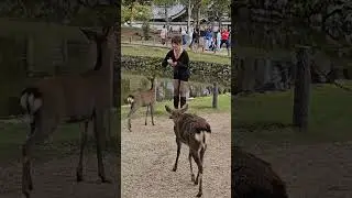 Nara Park Deer Japan #animals