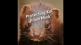 Protecting Koi from Predators