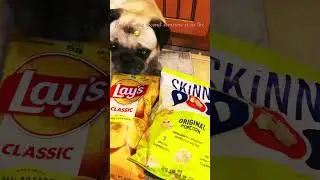She is always hungry 😂 ( she got the treat btw) #puglife #pug #pets #cute dog