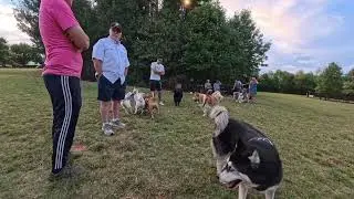Dog Park TV Уровень энергии у собак возрастает по мере понижения температуры — лучшего способа за...