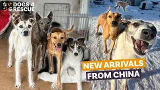 5 new dogs arrive from China | Dogs 4 Rescue
