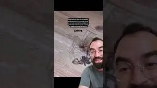 🕷️ Proteja esta ARANHA... O terror da aranha-marrom!
