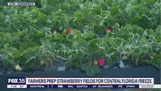 Farmers prep strawberry fields for Central Florida Freeze