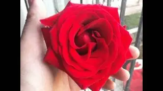 #flores#flora#flower#flowerslovers#flowermagic#nature#natgeoru#garden#naturaleza#nice#fleur#pictur