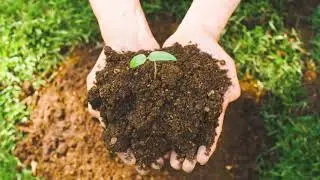 Environmental Champion