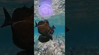 Sailfin tang fish, Red Sea underwater world, crystal clear water, Scuba diving, Egypt #underwater