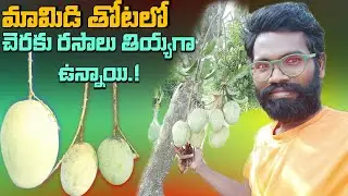 మామిడి తోటలో చెరుకు రసాలు తియ్యగా ఉన్నాయి | Mangoes Vlog | Reethik Dailylife